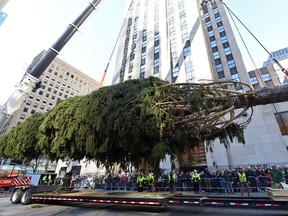 Workers raise the 94-foot Norway Spruce, from Oneonta, NY, that will become the Rockefeller Center Christmas Tree, Saturday, Nov. 12, 2016, at Rockefeller Plaza in New York.