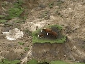 In this image made from video, three cows are stranded on an island of grass in a paddock that had been ripped apart following an earthquake near Kaikoura, New Zealand Monday, Nov. 14, 2016. More and more, it seems, people are calling earthquakes temblors.