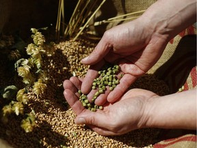 In this photo taken Thursday, April 21, 2016 a brewer controls hop-pellets and barley in the brewery 'Griessbraeu' in Murnau, Germany.