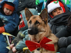 A dog named Kaiser was decked out for Santa Claus on Ste-Catherine St. in Montreal on November 22, 2014, during the 64th edition of the Santa Claus parade. The 2016 parade will take place Saturday, Nov. 19, 2016.