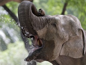 Mara drinks water at the Ecological Park in Buenos Aires, Argentina, Nov. 24, 2016.