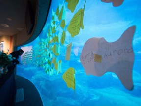 Messages of support and condolence are on a viewing window at the tank where beluga whales Aurora and Qila were kept at the Vancouver Aquarium, Nov. 28, 2016. Aurora died Friday after her calf Qila died less than two weeks earlier.