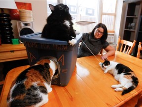 Katy Purry sticks her face inside a feral cat house as Samantha Havill plays with Maya, as Jax sits on the cat house. Havill is part of a group that built 65 cat houses with all profits going to Cats Manger Rescue facility in Ormstown. (Allen McInnis / MONTREAL GAZETTE)