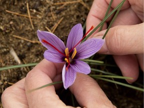 Micheline Sylvestre picks saffron flowers at her farm, Emporium Safran.