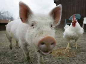 A farm pig hangs out with a chicken.