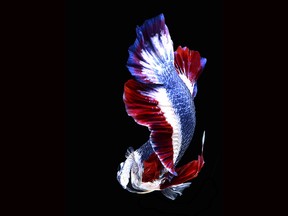 A Siamese fighting fish with colours resembling the Thai national flag sold in November 2016 for a record breaking 53,500 baht ($1,528), making it the most expensive Betta fish to ever be sold.