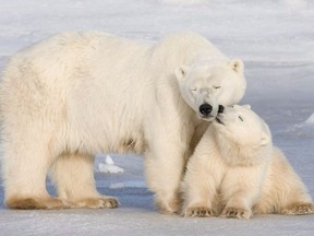 A polar bear cub nuzzles its mother in Wapusk National Park on the shore of Hudson Bay in 2007.