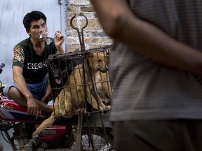 A vendor smokes as he waits for buyers next to the dogs in a cage for sale at a market during a dog meat festival in Yulin, China, in June 2016.