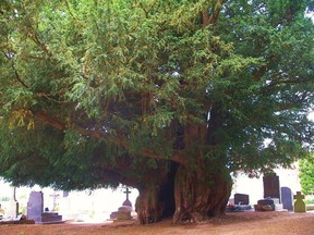 Estry Yew tree in Normandy, around 1,600 years old. (Wikipedia)