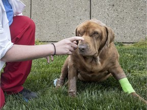 A veterinary student scratches the snout of Bear, a Labrador mix, in Illinois.