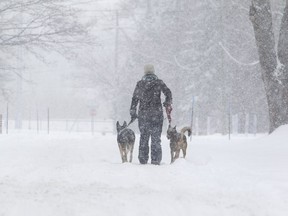 Franziska Astor walks her dogs Sulja, left and Kyra on Fieldfare Ave. in Beaconsfield during heavy snowfall, Monday December 12, 2016.  Snow, which started overnight Sunday, is expected to produce around 10 centimetres in all around the Montreal area.