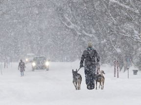 Franziska Astor walks her dogs Sulja, left and Kyra on Saint-Louis Avenue in Beaconsfield, Montreal, during heavy snowfall, Monday December 12, 2016.