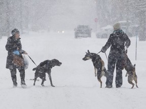 Katrin Johannesdottir, left walks Oscar, and Franziska Astor walks her dogs Sulja, left and Kyra on Saint-Louis Avenue in Beaconsfield, Montreal, during heavy snowfall, Dec. 12, 2016.
