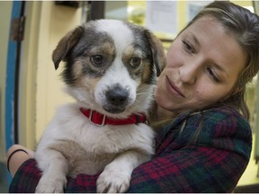 Jade Marcoux, Director of client services at the SPCA in Montreal holds one of the 37 newly arrived dogs that were originally destined for a dog meat festival in China and that are now in Montreal to be prepared for adoption on Saturday, December 24, 2016.