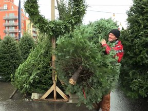 Christmas tree vendor Yvon Céré carries a natural Christmas tree at the Atwater Market on Dec. 7, 2016.