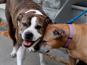 Two pit bulls rub heads as their owner walks them in the Pointe Saint-Charles district of Montreal on Tuesday October 18, 2016.