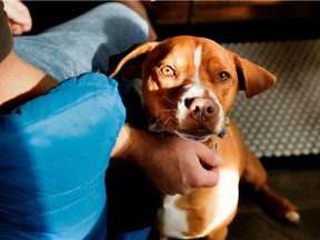 Tyson, a pit bull mix, sits with his owner in a cafe in Montreal in October 2016.