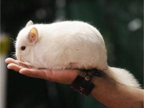 A tame chinchilla.