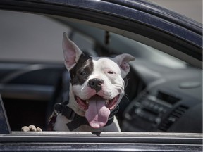 Nina, a pit bull terrier, waited in the car for her grooming appointment.