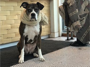 Scarf-wearing Janis the boxer sits inside a St-Viateur St. coffee shop.