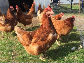Under the new rules, homeowners in Vaudreuil-Dorion will be able to keep two to five hens in backyard coops.