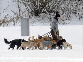 Tim Pink of Saratoga Dog Walkers controls 12 dogs on a walk in fresh snow at Congress Park Thursday, Dec. 15, 2016, in Saratoga Springs, N.Y.