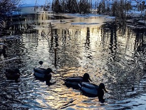 Today’s photo, taken at Angrignon Park, was posted on Instagram via #ThisMTL by @la_rouquine2003