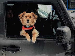 Bobby the Pomeranian Jack Russell mix hanging out the passenger side window with owners Marc Sater and Sandrine Morin Desjardins on a Sunday coffee run.