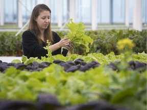 Lauren Rathmell of Lufa Farms with bok choy that will soon be ready for harvest at the third, and newest, commercial rooftop greenhouse built for the urban farming organization, this one in Anjou.