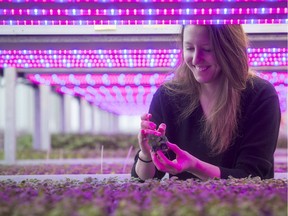 Lauren Rathmell of Lufa Farms with seedlings under LED lights at the urban farming organization's third, and newest, commercial rooftop greenhouse, this one in Anjou. On Tuesday January 17, 2017. The LED lights are red and blue, the optimal spectrum for photosynthesis and plant growth.