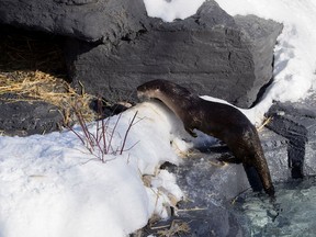 A River Otter climbs in to his den at the Ecomuseum Zoo in Montreal on Tuesday January 31, 2017.