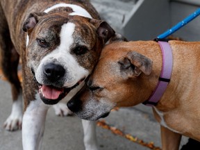 Two pit bulls rub heads in the Pointe Saint-Charles area.