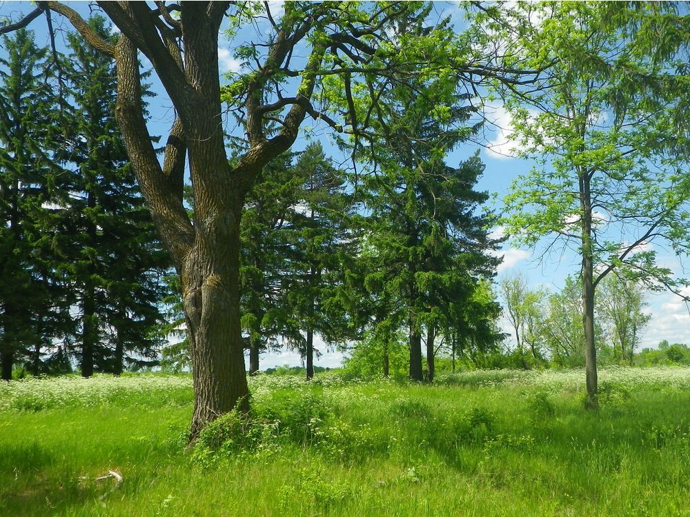 SainteAnnedeBellevue unveils proposed plan for northern sector