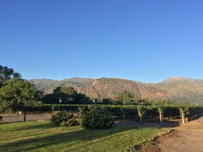 The vineyards in Cafayate start at 1,700 metres and go as high as 3,100 metres.