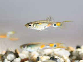 Synthetic fibres have been detected in the gastrointestinal tract of guppies from the Great Lakes.