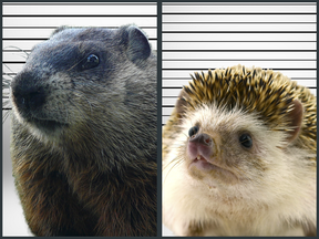 What's the difference between a groundhog and a hedgehog? Enough that it'd be hard to confuse them in a lineup.