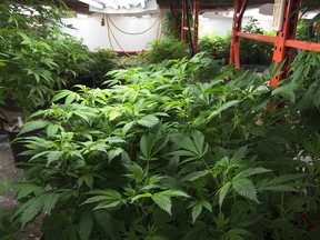 A marijuana grow-op.