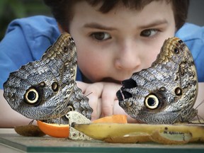 Adam Turcotte-Vallee watches owl butterflies feed during the Butterflies Go Free event at the Botanical Garden in Montreal , Feb. 27, 2017.