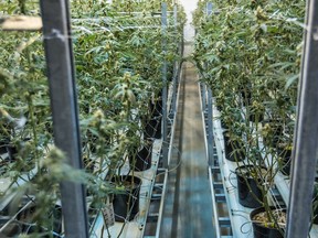 Cannabus plants  are seen at Canopy Growth facility in this file photo.