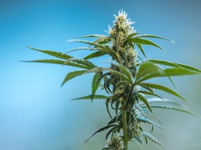 Canopy Growth Corporation, which has a cannabis plant in Smiths Falls, Ont., has signed a non-binding partnership agreement with the Kahnawake band council.