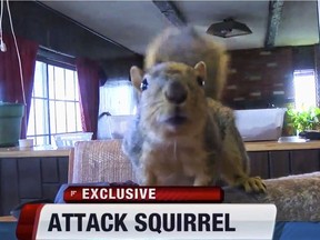 An image provided by KIVI-TV shows an indoor pet, a squirrel named Joey in Meridian, Idaho, who thwarted a burglary attempt.