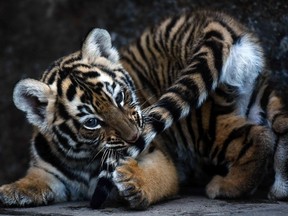 Picture of the day: This awww-inspiring 45-day-old bengal tiger cub (Panthera Tigris Tigris), caught her tail at the Wild Shelter Foundation in Jayaque near San Salvador, Jan. 31, 2017. Four bengal tiger cubs, an endangered species, were successfully born through normal delivery at FURESA animals shelter.