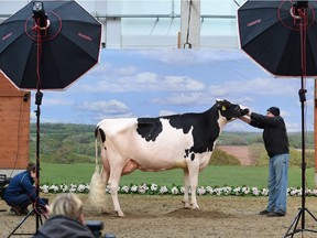 Photo of the day: A cow is made ready to be photographed during the 44th edition of the "Schau der Besten" (Show of the Best) dairy cow beauty pageant Feb. 23, 2017, in northwestern Germany. About 200 cows compete in 18 categories.