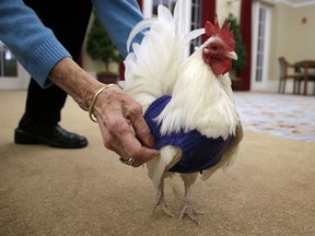 In this Wednesday, March 8, 2017 photo Barbara Widmayer adjusts a sweater for "Prince Peep," a rooster native to Malaysia, at Fuller Village retirement home in Milton, Mass. Sweaters for chickens? It sounds like a joke, but a plucky group of retirees in suburban Boston has hatched a plan to keep poultry warm during the New England winter. "I don't think in my wildest dreams I ever thought anybody made sweaters for chickens," said Widmayer, 76, who started knitting when she was 15 years old.