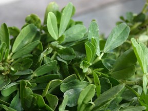 Fenugreek, or methi, leaves are often used in curries, as are the plant's seeds. As a food, fenugreek rarely causes problems, but as a supplement it can result in loose stools and intestinal discomfort, Joe Schwarcz writes. Handout photo