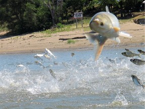 Like a fish out of water, an Asian carp, jolted by an electric current from a research boat, jumps from the Illinois River near Havana, Ill., during a study on the fish's population in 2012. The fish have also invaded the St. Lawrence River.