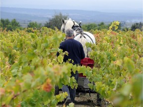 A vineyard in the Minervois region of France: Many of the world's top wineries are producing organic or biodynamic wines.