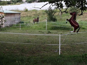 From Julie Chaffort's Hybride: Video shows a mare's response to an inflatable horse.