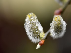 Rain drops on a tree bloom on March 20, 2017, in Kleinmachnow, eastern Germany.