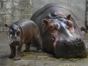 Baby hippopotamus Coumba was born to Polita at the Granby Zoo in March 2017.